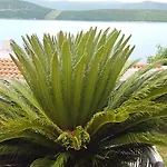 Cytrus * Neum