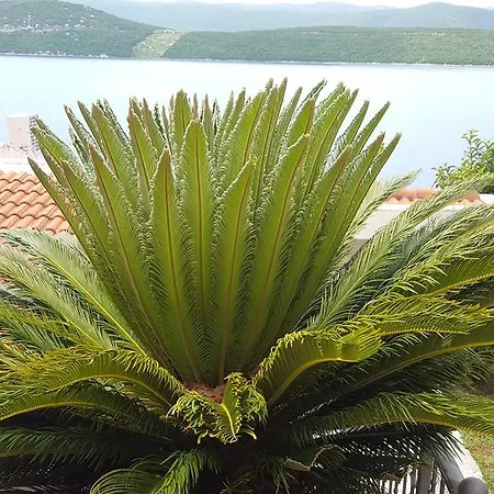 Cytrus * Neum