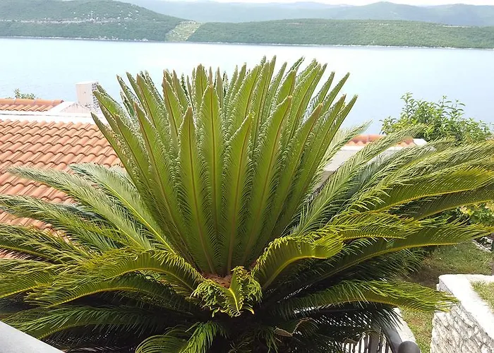 Cytrus * Neum